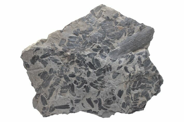 Pennsylvanian Fossil Fern (Neuropteris) Plate - Kentucky #224619